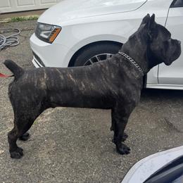 Cane Corso puppies from Giosci Cane Corso