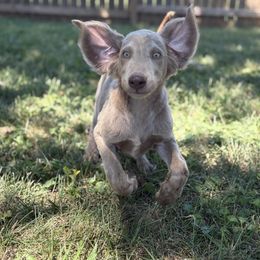Silver girl 1 - female Long Haired Weimaraner puppy in Lancaster, Kentucky from Heavy Hollow Farm