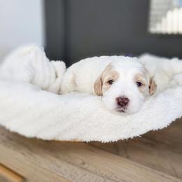 Poppy - Parti female Goldendoodle puppy in Moses Lake, Washington from Macy Meadows Doodles