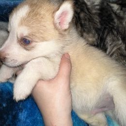Siberian Husky Puppies from Feazell’s Siberian Huskies