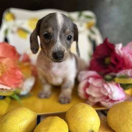 Boy 3 - Blue and tan Dachshund puppy in Missoula, Montana from Rocky Mountain Dachshunds