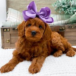Cavapoo puppies from Doodle Babies