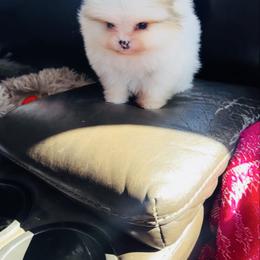 Royal Jr. - Orange parti male Pomeranian puppy in Harrisonville, Missouri from Cindy's Pomeranians