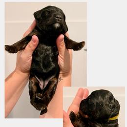 Rachel - Phantom female Bernedoodle puppy in Chattanooga, Tennessee from Scenic City Doodles