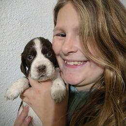 Hula - Liver and white female English Springer Spaniel puppy in Florida from Thunderbird Springers