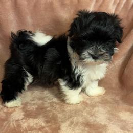 Buddy - Black and white male Havanese puppy in Maryville, Missouri from Dreamworks Havanese