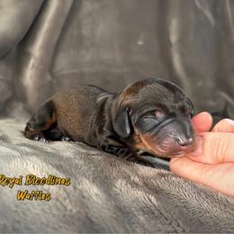 Waffles - Wild boar male Dachshund puppy in Wooldridge, Missouri from Royal Bloodline Canines