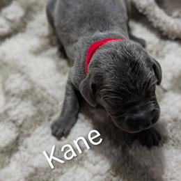 Kane - Blue male Weimaraner puppy in Evart, Michigan from Drehbar Weimaraners