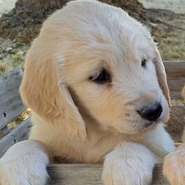 Boy 2 - Light golden male Golden Retriever puppy in Loomis, California from Davids Golden Retrievers
