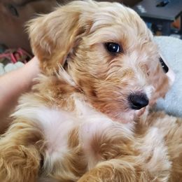 Labradoodle Puppies from Silver Acorn Doodles