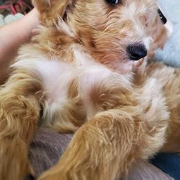 Labradoodle Puppies from Silver Acorn Doodles