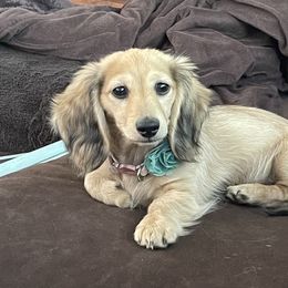Dachshund Puppies from Longboard Dachshunds