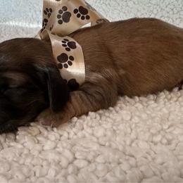 Splash - Cream male Dachshund puppy in Ontario, Oregon from Get A Long Little Doggie