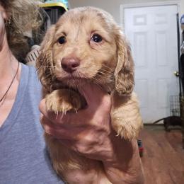 Mocha's dapple 2 - Dapple female Dachshund puppy in Lyle, Washington from Wines Wienery
