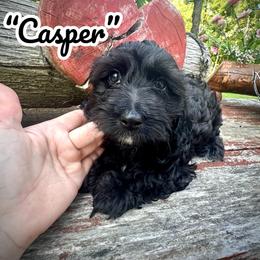 Casper - Black and white male Assorted Doodle Crosses puppy in Coal City, Indiana from Angel Blue Dogs