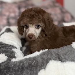 Jasper Silver Beige - Silver-beige  male Poodle puppy in Franklin Park, Illinois from Windy City Majestic Toy Poodles