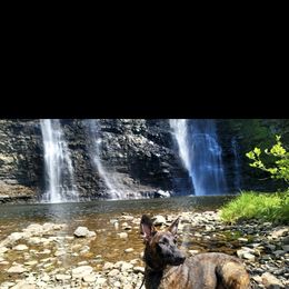 Loki - Belgian Malinois