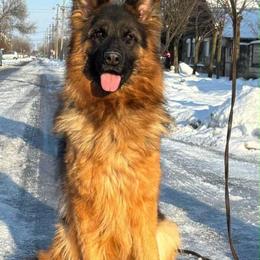 Rhea - German Shepherd