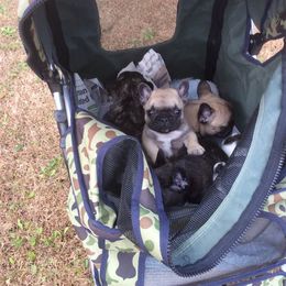 French Bulldog Puppies from Fancibul French Bulldogs