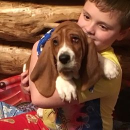 Basset Hound Puppies from Muggsk-9obedience