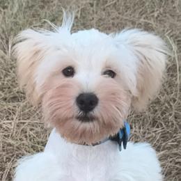 Snow-man - Wheaten male Miniature Schnauzer puppy in Groesbeck, Texas from Ranch 4M