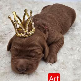 Arf - Red  male Goldendoodle puppy in Neillsville, Wisconsin from Granton Creek