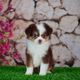 Elvis - Red tri male Toy Australian Shepherd puppy in Georgetown, Texas from Minikin Manor
