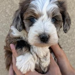 S'more - Tri-color female Bernedoodle puppy in Fallon, Nevada from Wild Roots Doodles