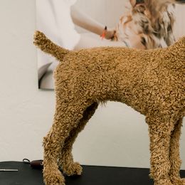 Saint Berdoodles from The Furry Farmhouse