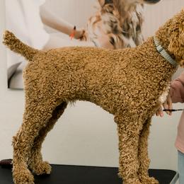 Saint Berdoodles from The Furry Farmhouse