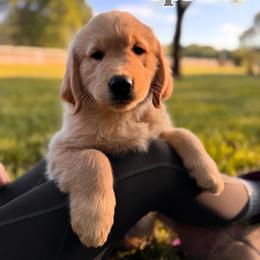 Boy 3 - male Golden Retriever puppy in Monroe, North Carolina from Everlong Equine and Canine