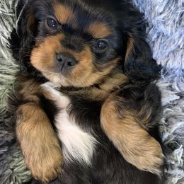 Boy 4 - Black and tan Cavalier King Charles Spaniel puppy in Zion Crossroads, Virginia from Karma's Cavaliers