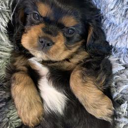 Boy 4 - Black and tan Cavalier King Charles Spaniel puppy in Zion Crossroads, Virginia from Karma's Cavaliers