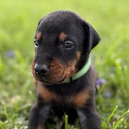 Hugo - Black and rust male Doberman Pinscher puppy in Winchester, Ohio from 32 Farms
