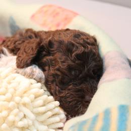 Lagotto Romagnolo Puppies from Royal and Loyal Lagotto Romagnolo