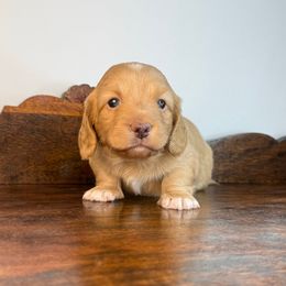 Butterball - Red male Dachshund puppy in Squires, Missouri from Hudson’s Hounds