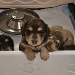 Dachshund Puppies from Emery's Dachshundville