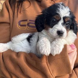 Luna - PINK - Black and white female Bernedoodle puppy in Gilbert, Arizona from Azbernedoodlepuppies