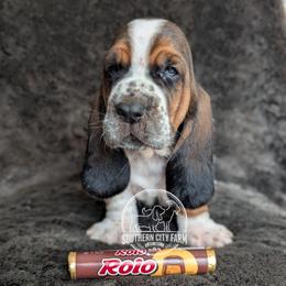 Rolo - Black brown and white male Basset Hound puppy in Talbotton, Georgia from Southern City Bassets
