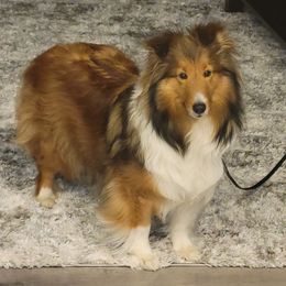 Shetland Sheepdogs from Kailyn Shelties