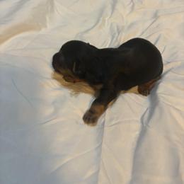 Leo - Black and tan male Yorkshire Terrier puppy in East Palatka, Florida from Patricia Diffey