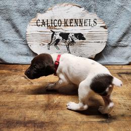 German Shorthaired Pointer Puppies from Calico Kennels