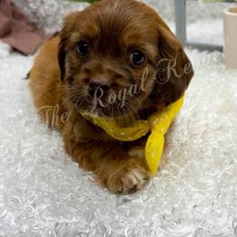 Boy 2 - Brown male Cockapoo puppy in West Plains, Missouri from The Royal Kennel