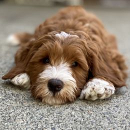 Australian Labradoodle Puppies from Cascade Canyon Labradoodles