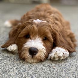 Australian Labradoodle Puppies from Cascade Canyon Labradoodles
