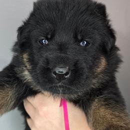 Pink - Black and red female German Shepherd puppy in Tony, Wisconsin from Muddy Acres German Shepherds