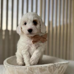 Chai - Parti male Goldendoodle puppy in Rio Linda, California from Plush Doodles