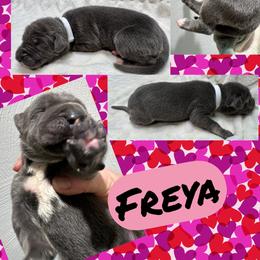 Freya - Blue female Great Dane puppy in Wellsville, New York from Prophecy Danes