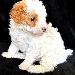 Bichon Frise and Poodle Puppies from Daisy Pups