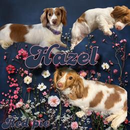 Hazel - Dachshund